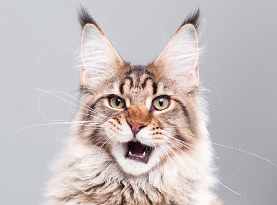 Las 5 mejores razas de gatos con “orejas de lince”