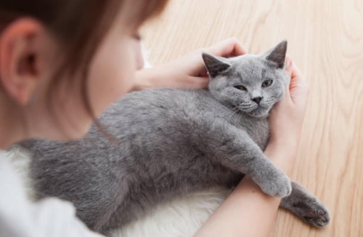 Cómo hacer que tu gato sea más tierno: 6 consejos a seguir
