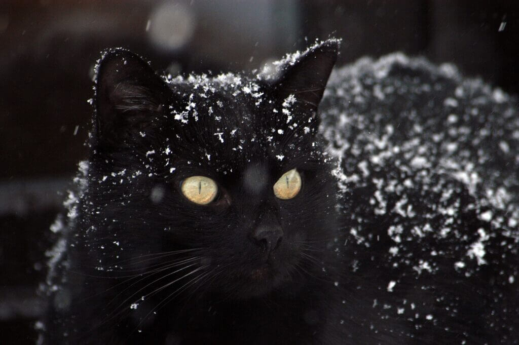 ¿Qué razas de gatos negros existen?
