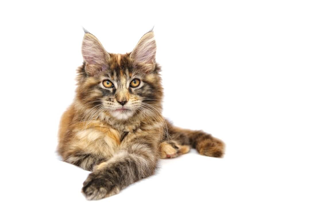 Gato con pedigrí: Maine Coon