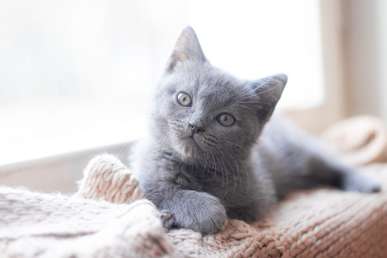 Cómo hacer ejercicio correctamente con tu gato: 12 pasos a seguir Cómo hacer ejercicio correctamente con tu gato: 12 pasos a seguir