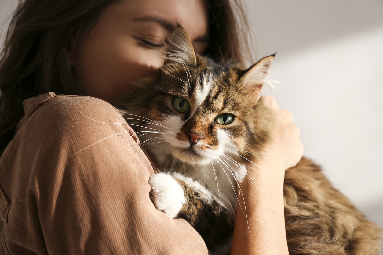 Covid-19: Se ha comprobado que los gatos son más sensibles que los perros