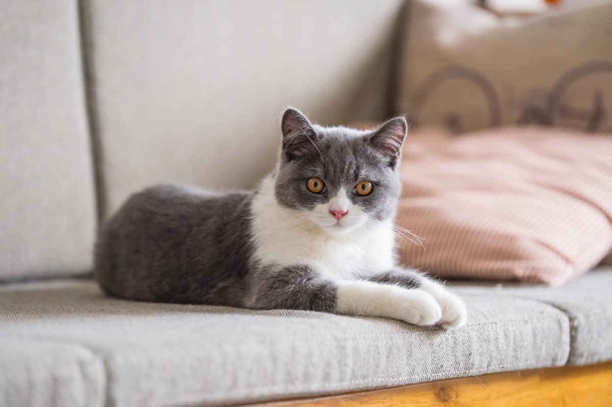 Dejar a tu gato en la alfombra puede ser perjudicial para su salud