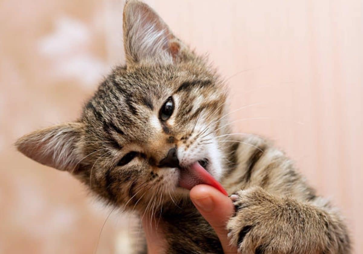 ¿Por qué los gatos tienen lengua rasposa?