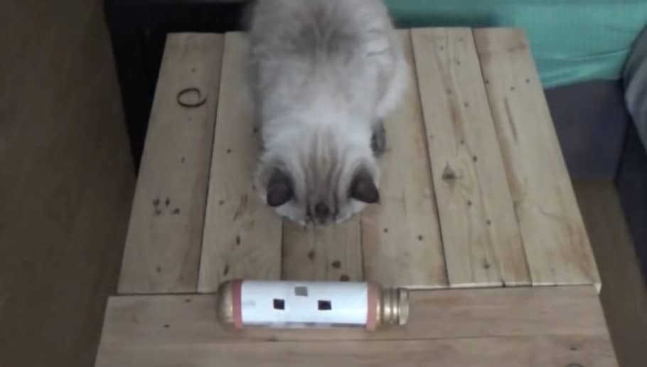 15 ideas fáciles para jugar con tu gato