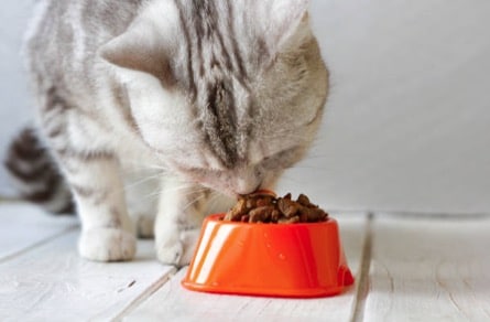 6 cosas sorprendentes que debes saber sobre la nariz de tu gato 6 cosas sorprendentes que debes saber sobre la nariz de tu gato