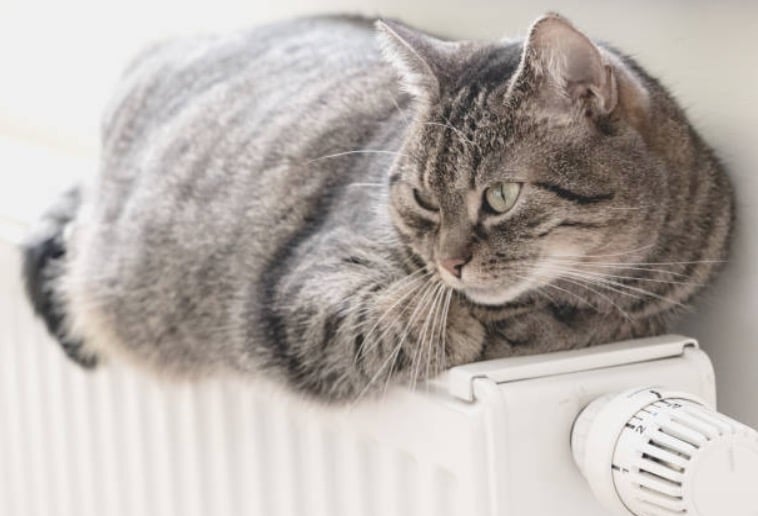 Cómo saber si tu gato tiene frío: 3 señales a las que debes prestar atención