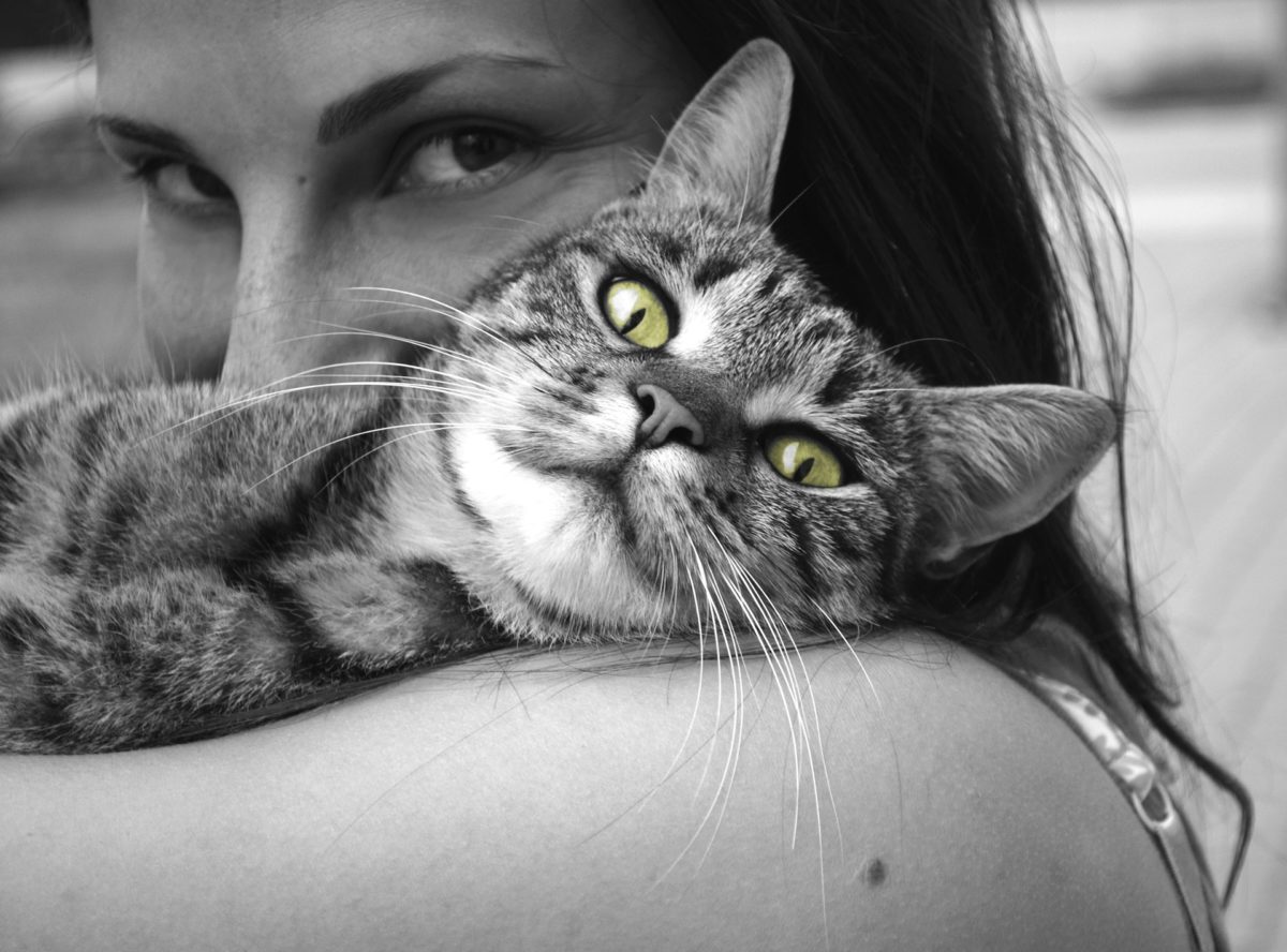 Cómo hacer que tu gato sea más tierno: 6 consejos a seguir