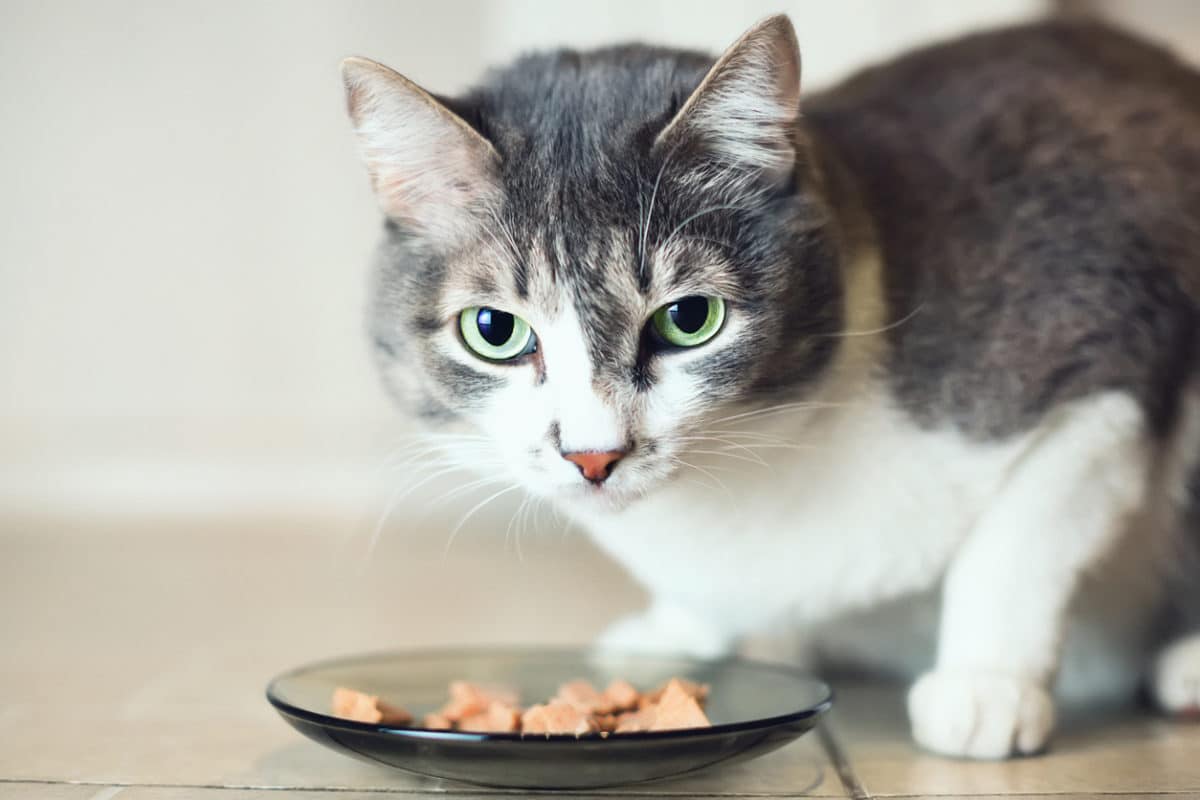 ¡Cómo mejorar la digestión de tu gato!