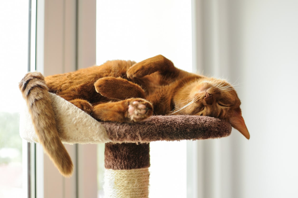 ¿Por qué a los gatos les gusta tanto dormir?