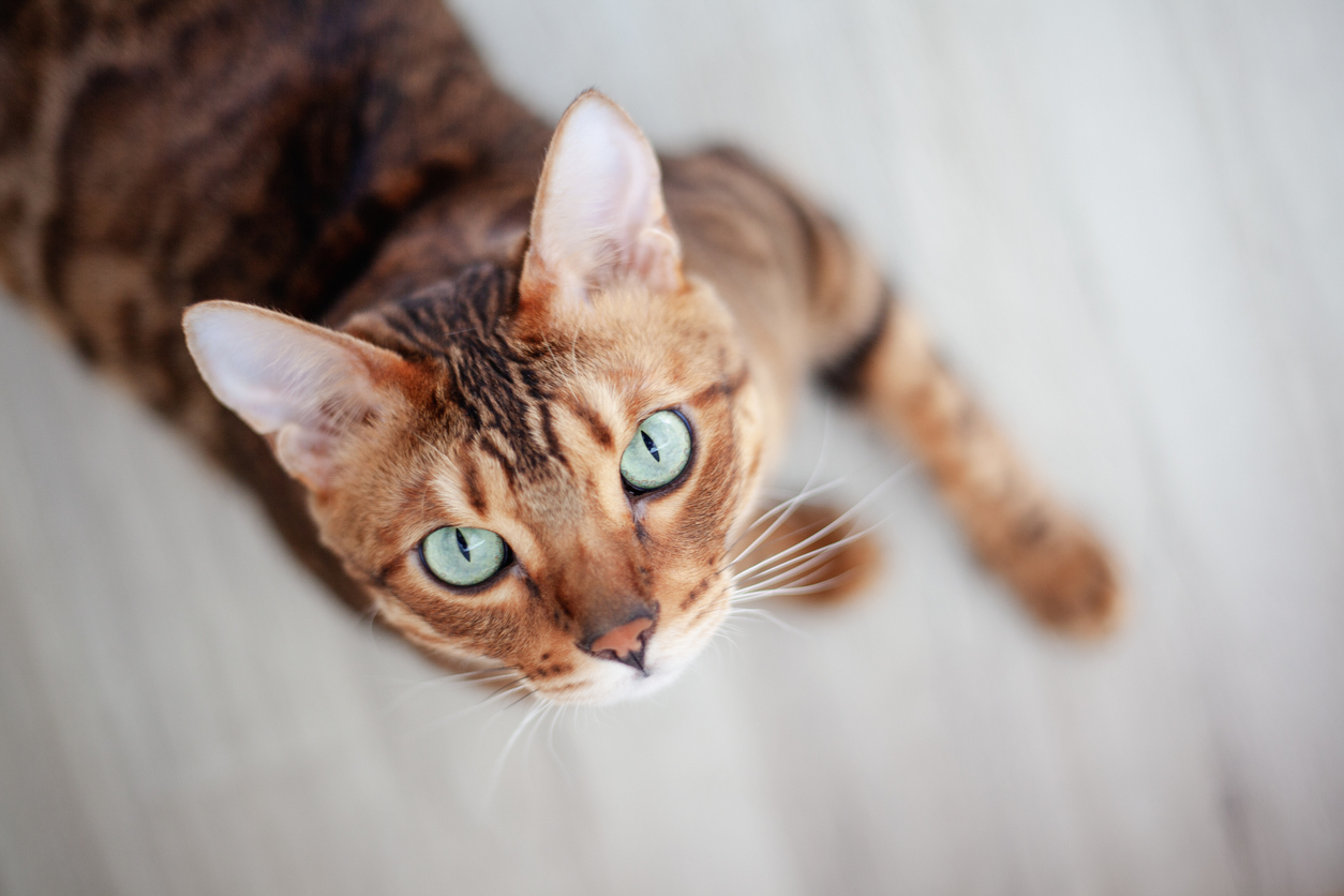 Covid-19: Se ha comprobado que los gatos son más sensibles que los perros