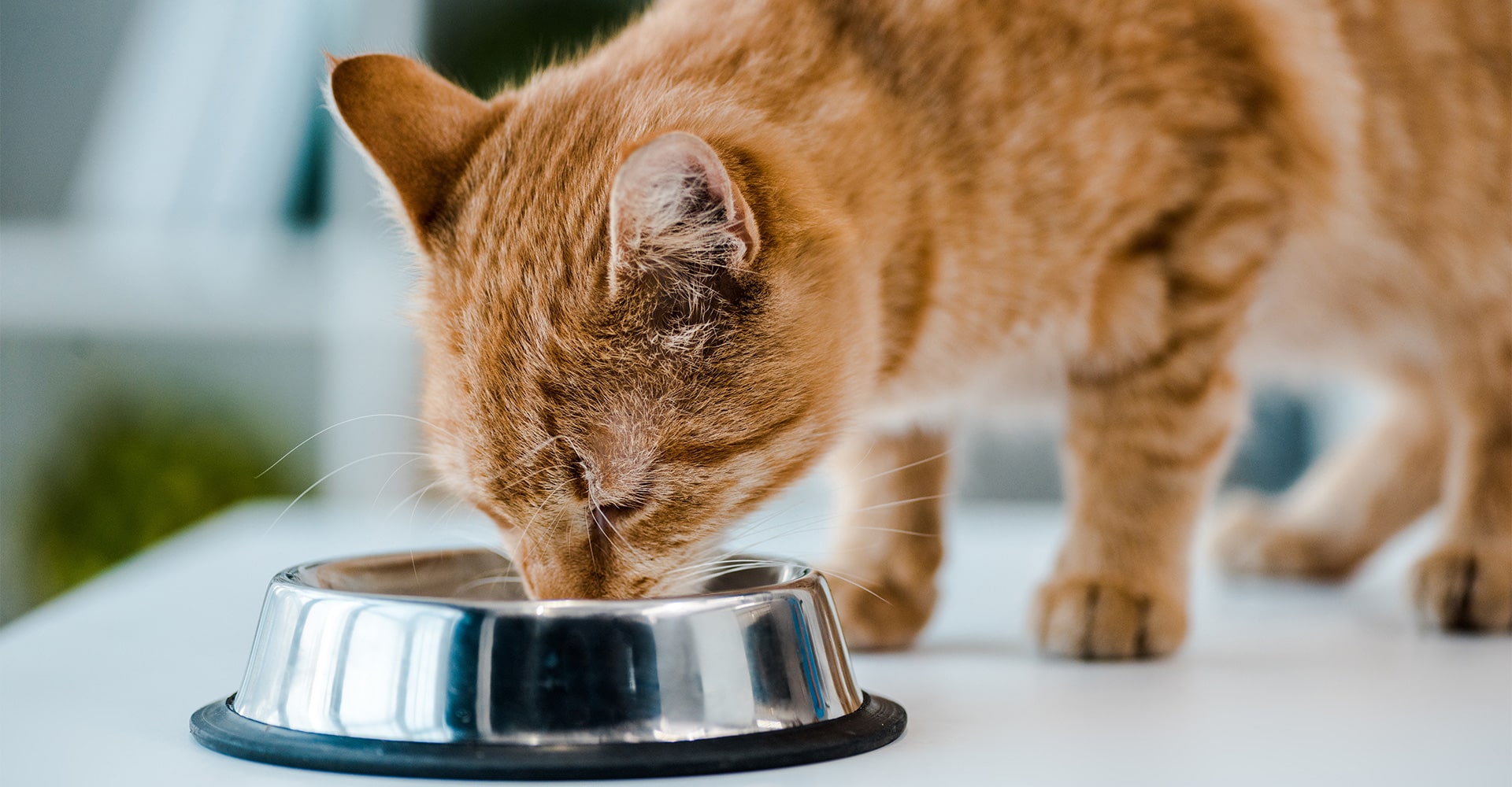 Dieta para gatos diabéticos: ¿qué croquetas y patés elegir?