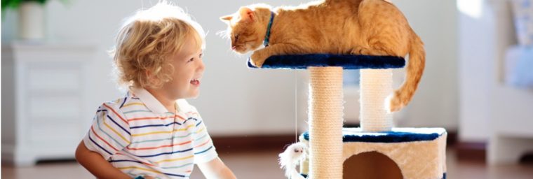 Guardería para gatos: Todo lo que necesitas saber sobre este tipo de cuidados