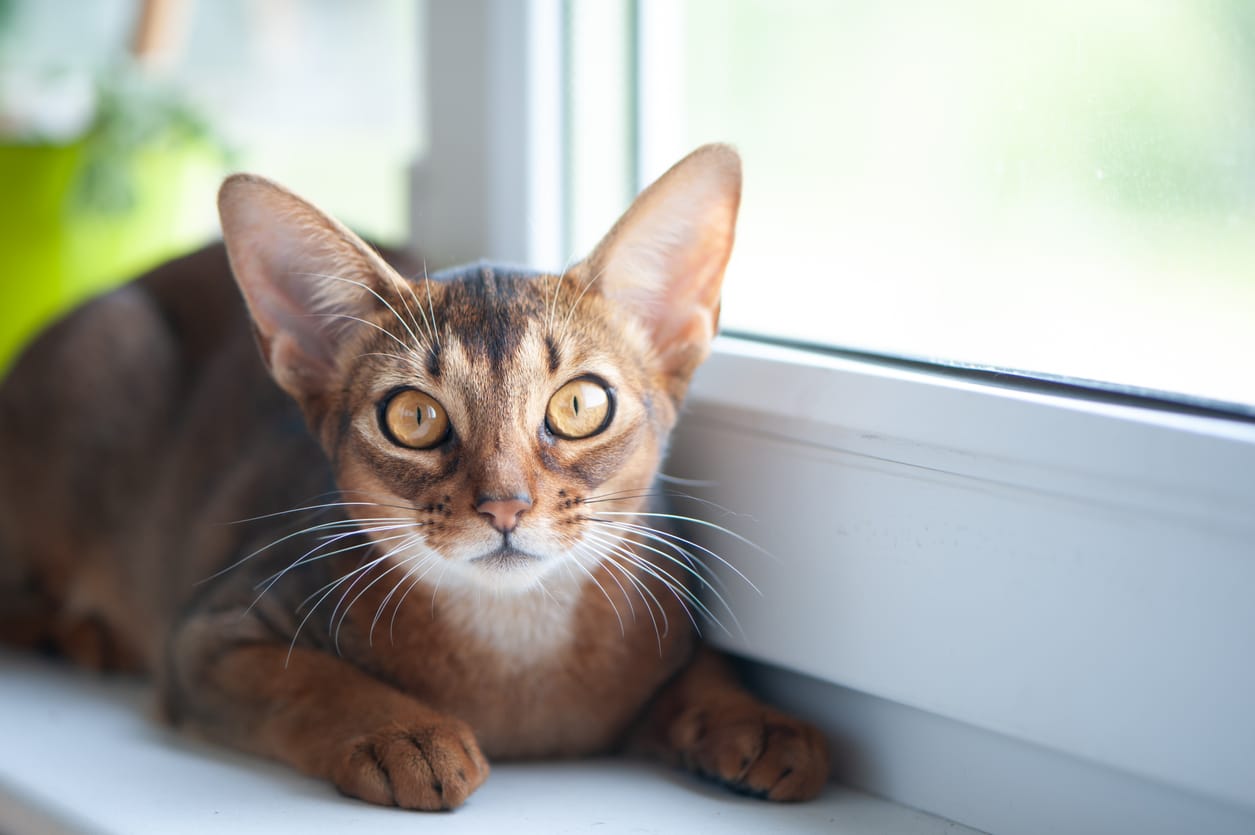 Las 5 razas de gatos más tranquilas