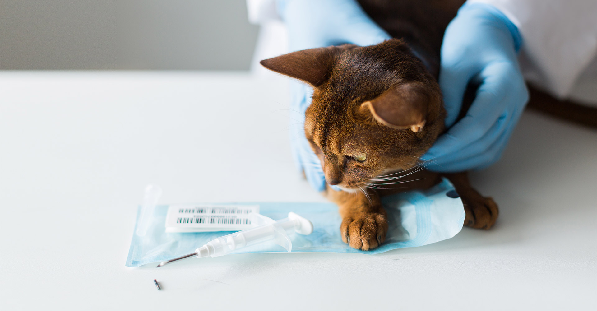 Microchip: Todo lo que necesitas saber para ponerle un microchip a tu gato