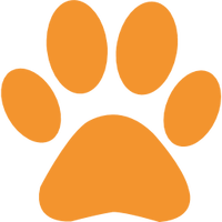 Microchip: Todo lo que necesitas saber para ponerle un microchip a tu gato