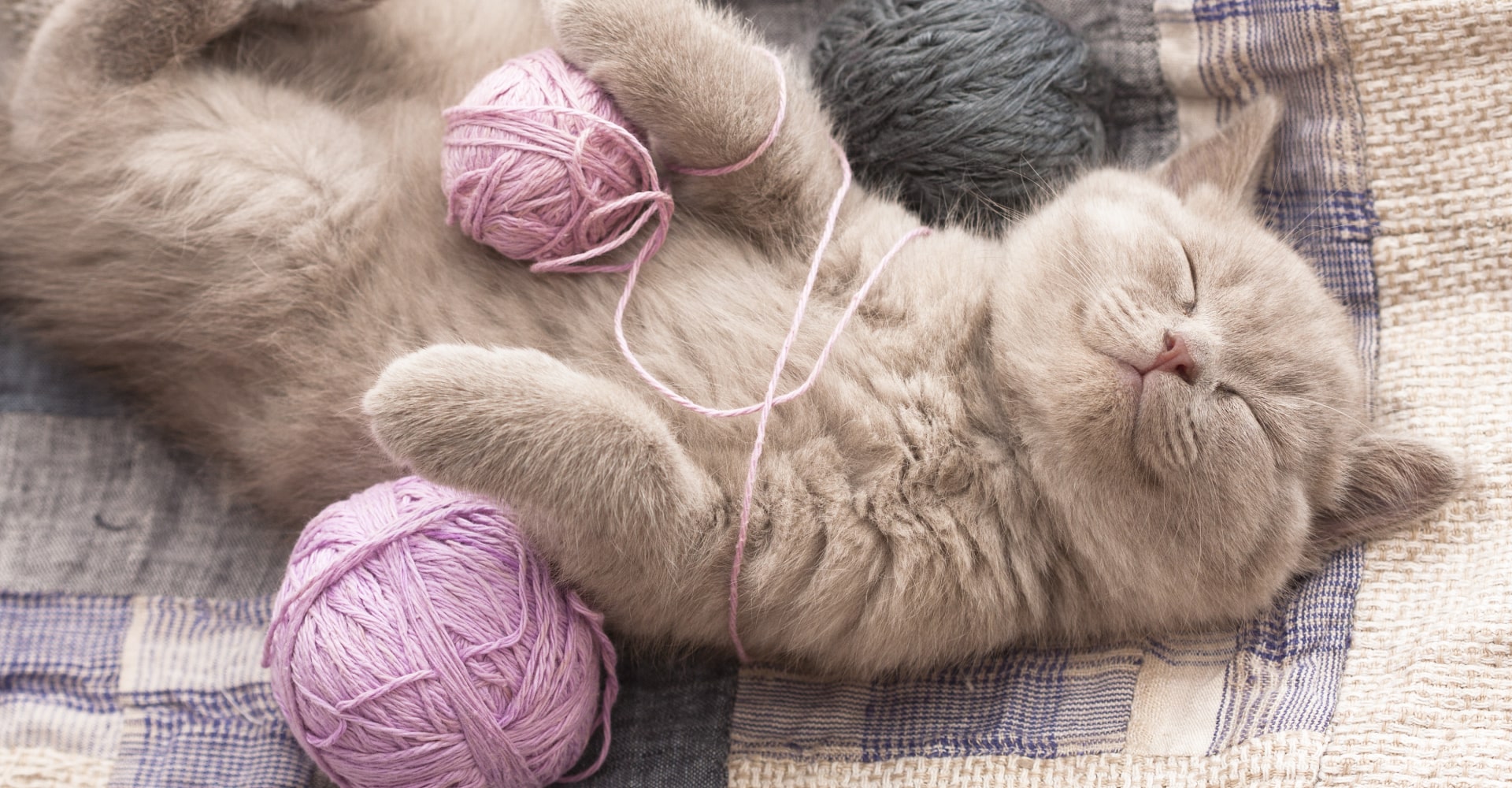 Seguro para gatos: la guía completa para mantener la calma ante lo inesperado