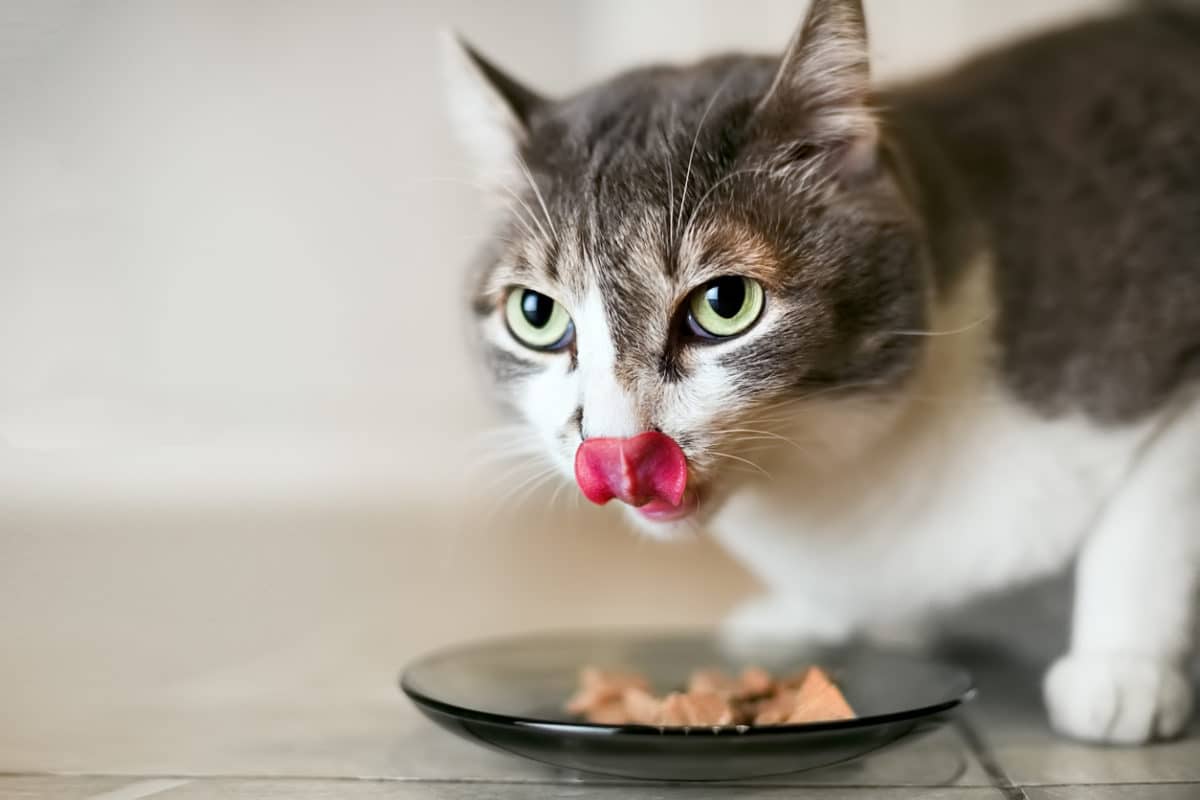 Gato con hipertiroidismo: 5 consejos para una buena alimentación