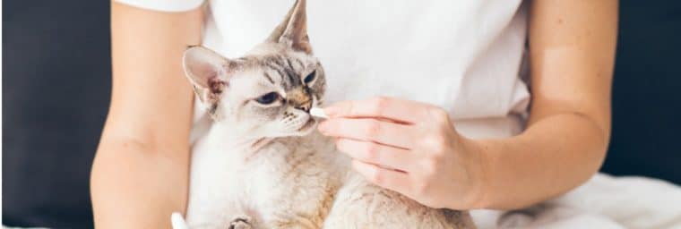 Tratamientos antibióticos para gatos: guía completa para tratar a su gato
