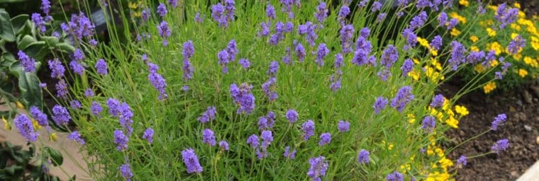 Uso de aceite esencial de lavanda en un perro: ¡todo lo que necesitas saber!