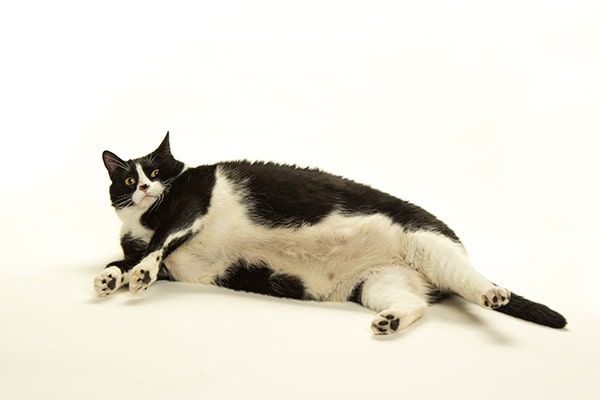 Gato obeso o con sobrepeso