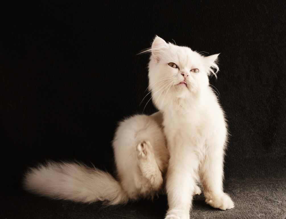 El ciclo de vida de las pulgas: si lo conoces podrás combatirlo mejor