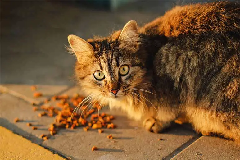 El mejor alimento seco para gatos esterilizados de 2023 (sin cereales)