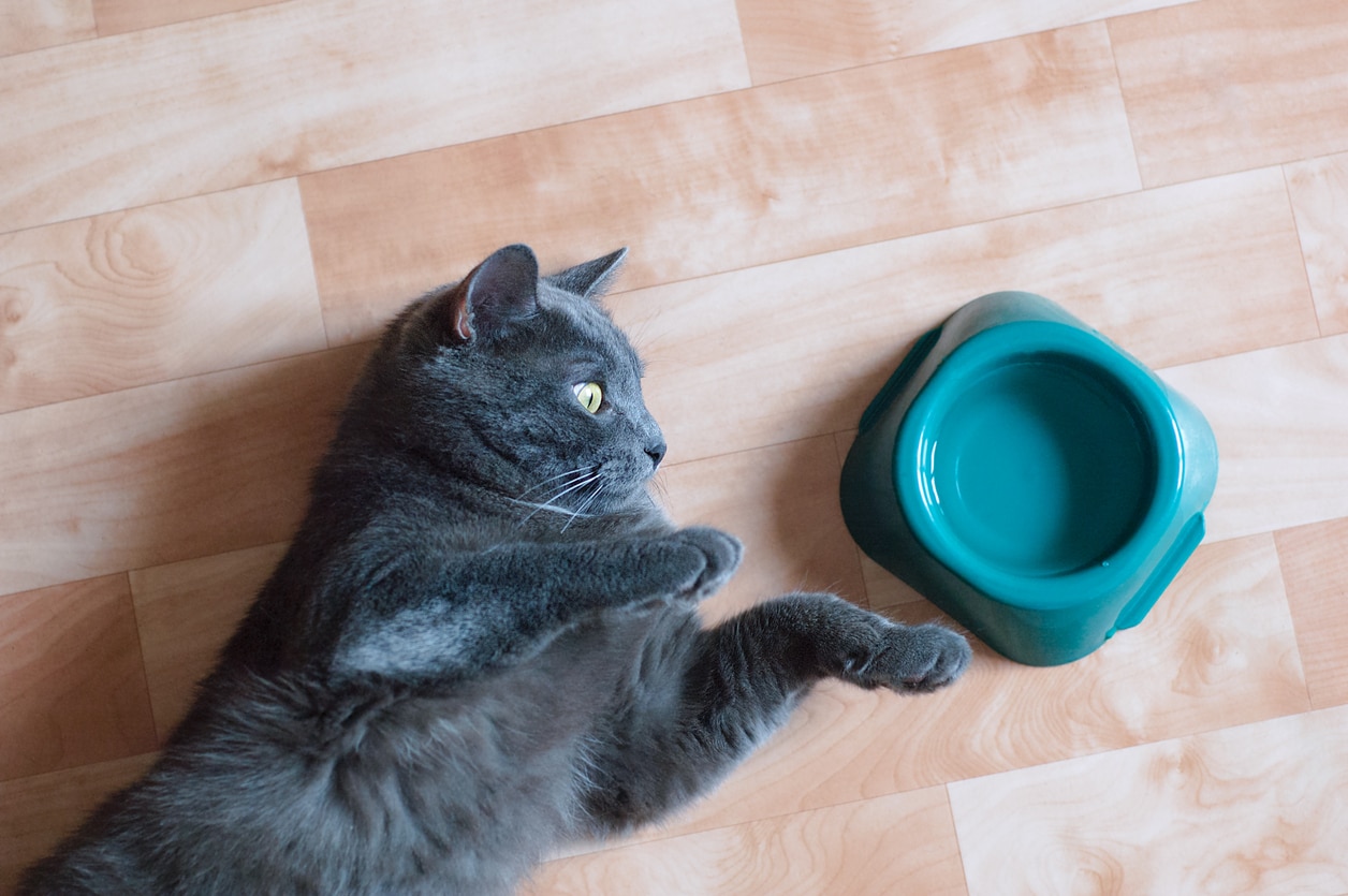 Gato: ¿Se deben separar los tazones de agua y comida?