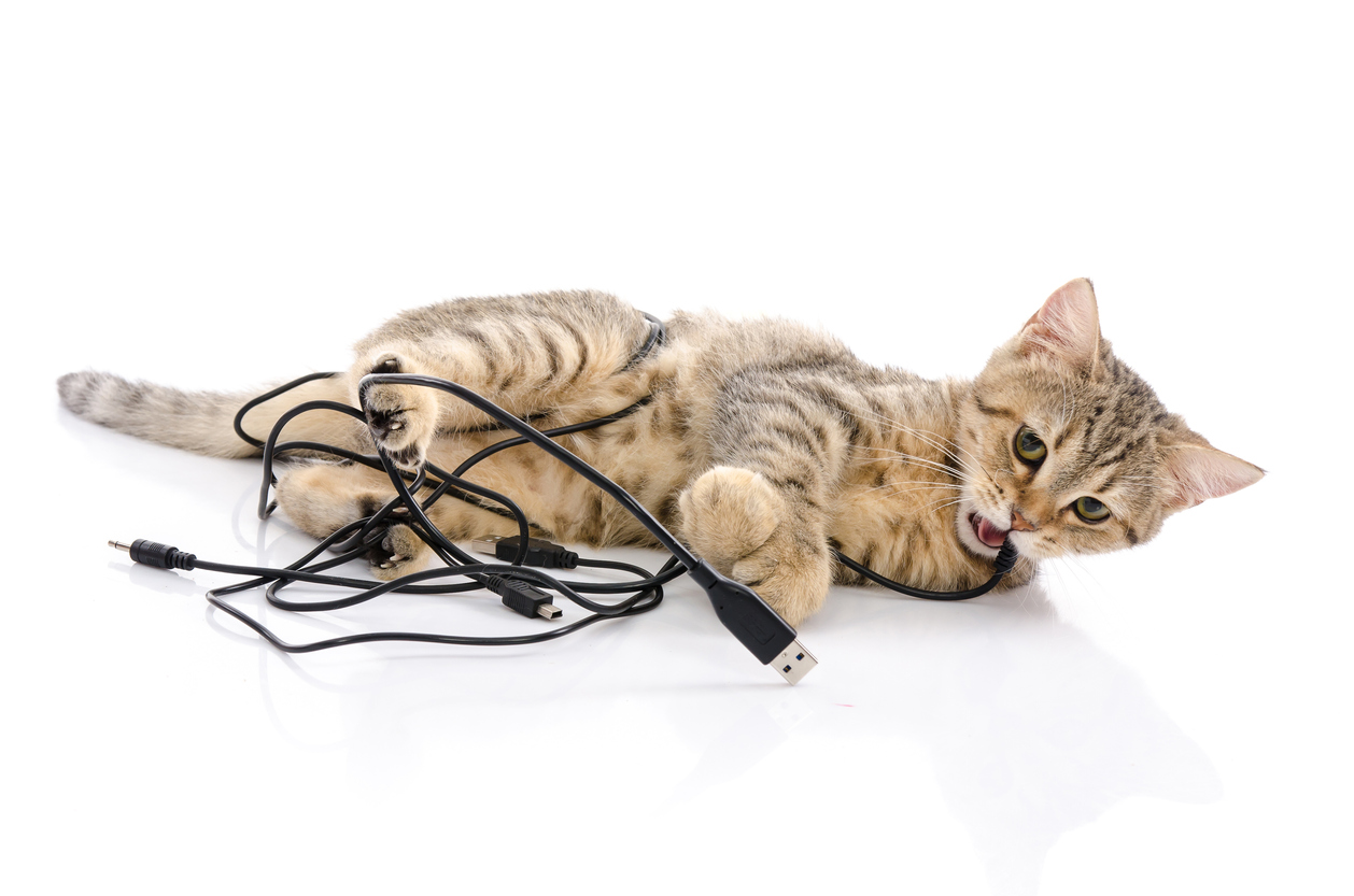 Mi gato muerde cables eléctricos: 3 consejos para evitar que lo haga