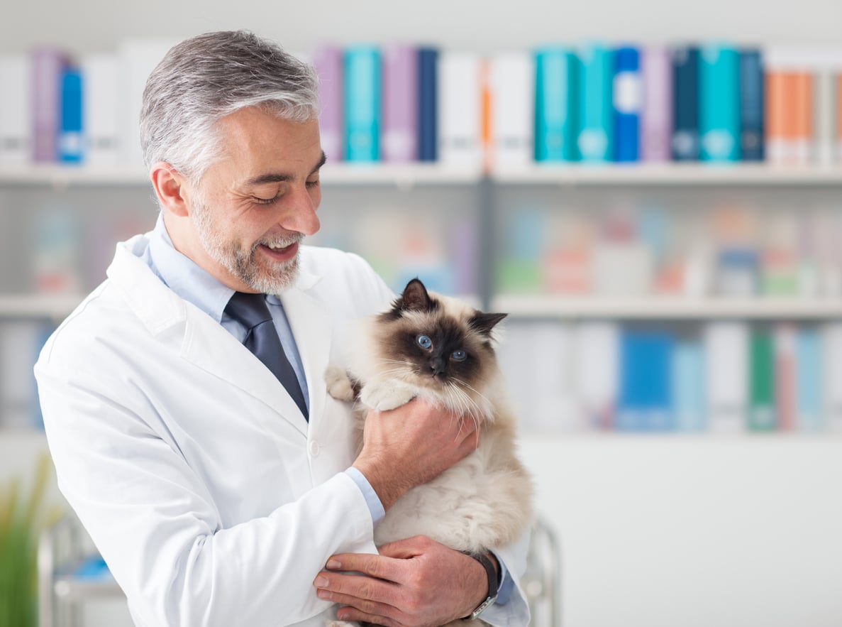 5 señales de que tu veterinario es un amante de los gatos