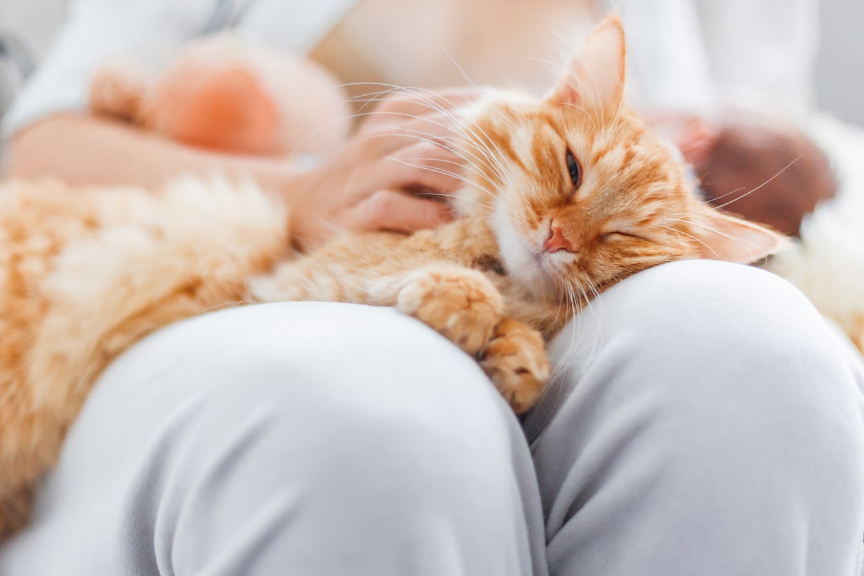 ¿Qué es la terapia con gatos?