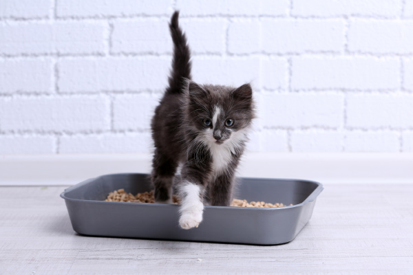 Vegetal, sílice, aglomerante… ¿cuál es la mejor arena para gatos?