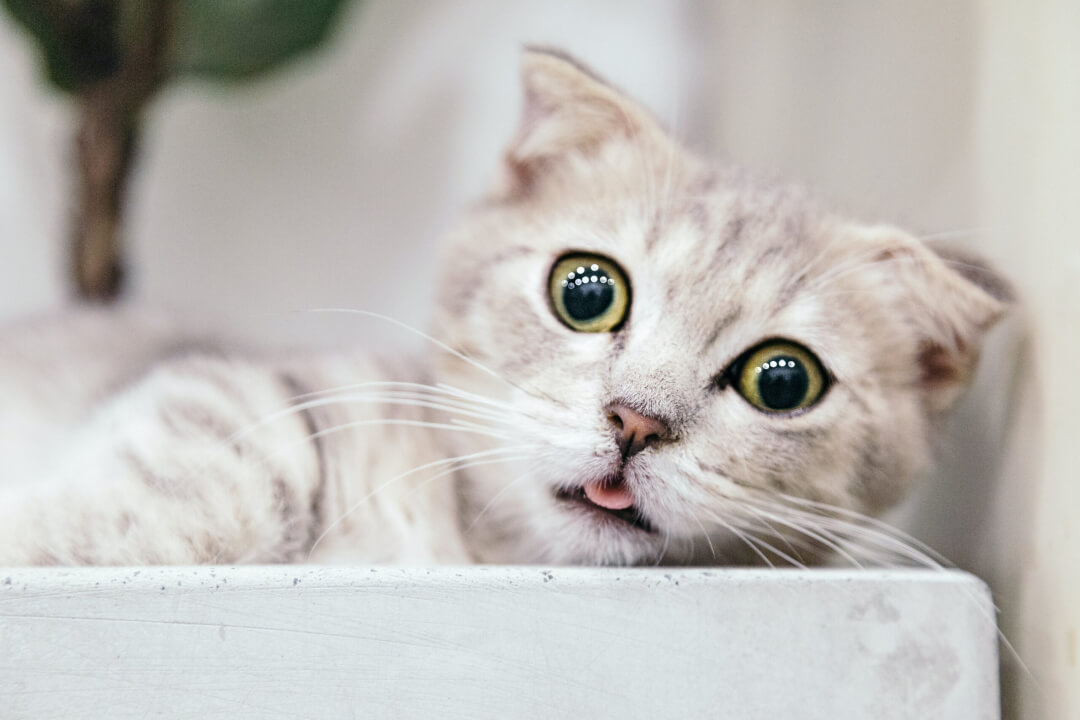 Gato enano: todo lo que necesitas saber sobre los gatos miniatura