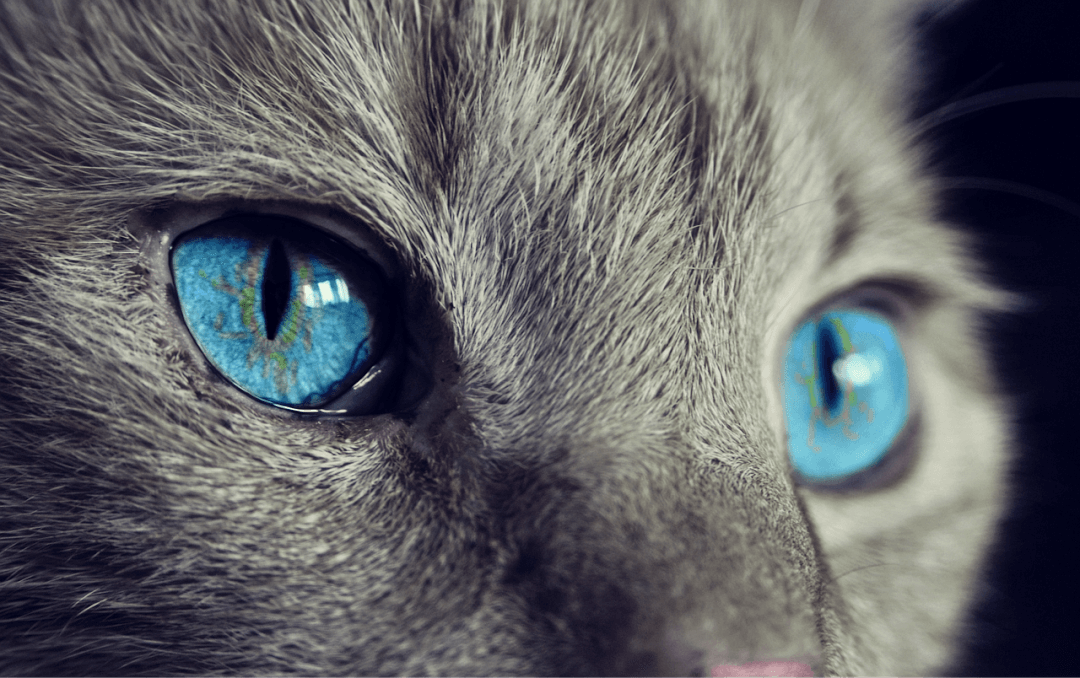 Las 15 razas de gatos más raras del mundo
