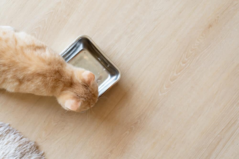 Cómo rehidratar la comida seca de tu gato