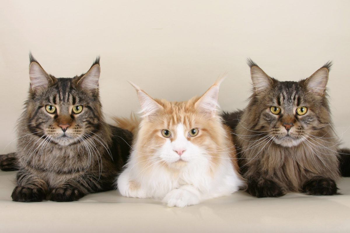 ¡9 consejos para animar a tu gato a comer, incluso si es exigente con la comida! ¡9 consejos para animar a tu gato a comer, incluso si es exigente con la comida!