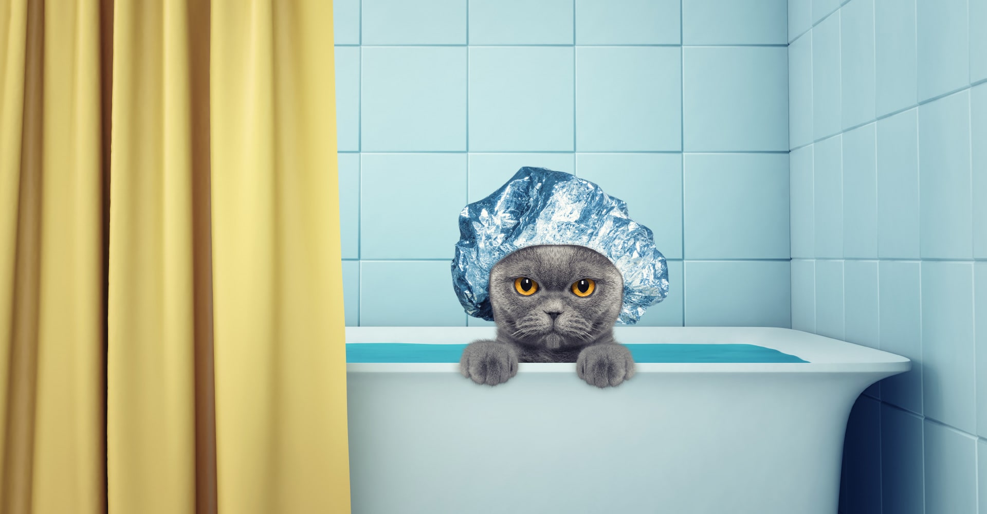 ¿Deberías lavar a tu gato? Si es así, ¿cómo?