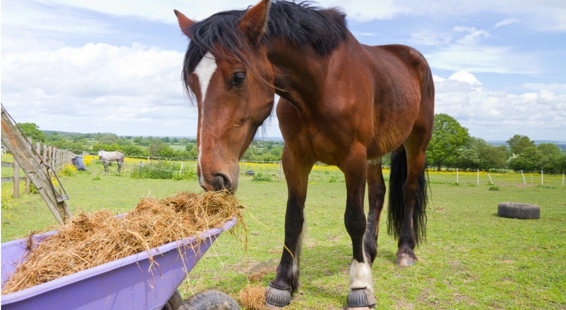 ¿Por qué desparasitar a tus caballos en primavera?