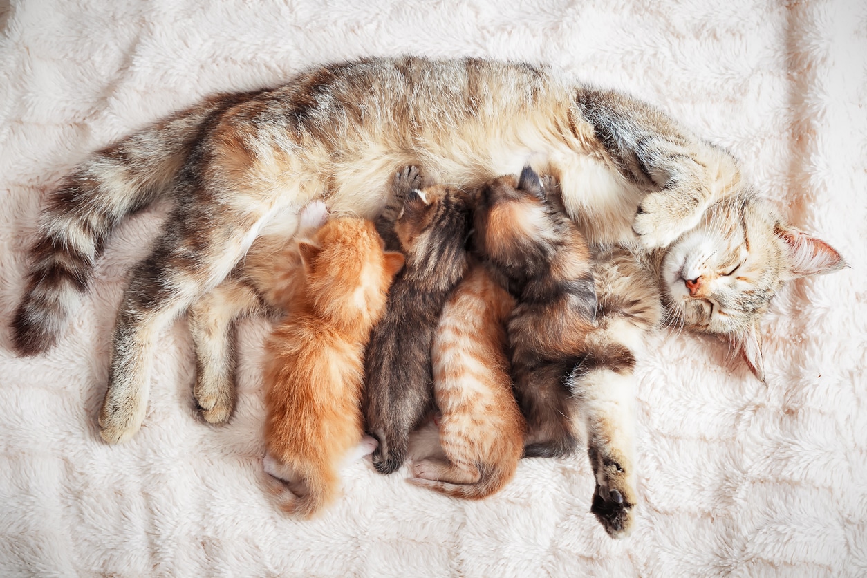 Después del nacimiento: 6 días de cuidados para una nueva madre gata