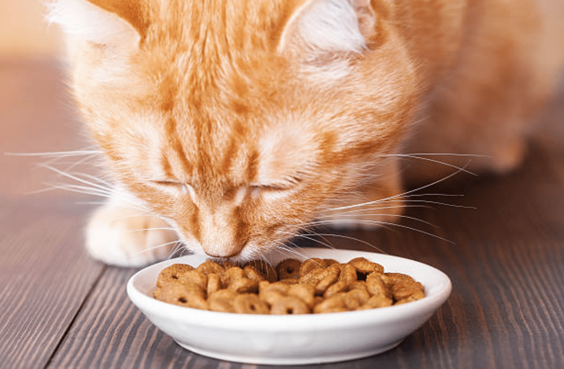 ¡9 consejos para animar a tu gato a comer, incluso si es exigente con la comida! ¡9 consejos para animar a tu gato a comer, incluso si es exigente con la comida!