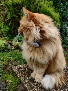 Tractive Cat Tracker 2021: nuestra prueba y revisión