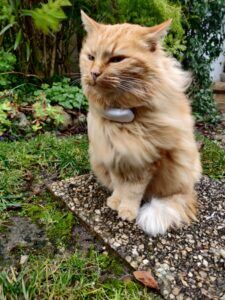 Tractive Cat Tracker 2021: nuestra prueba y revisión