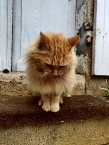 Tractive Cat Tracker 2021: nuestra prueba y revisión