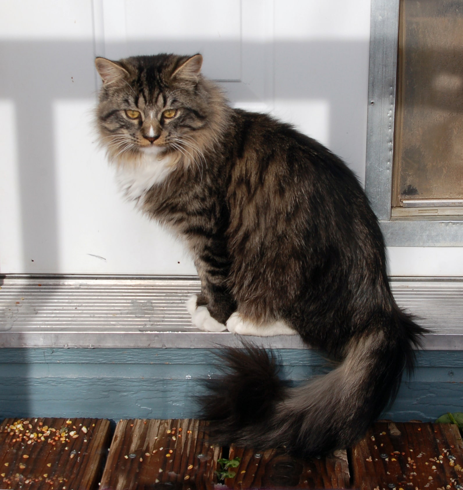 Todo lo que necesitas saber sobre el gato Ragamuffin: apariencia, carácter, salud, precio