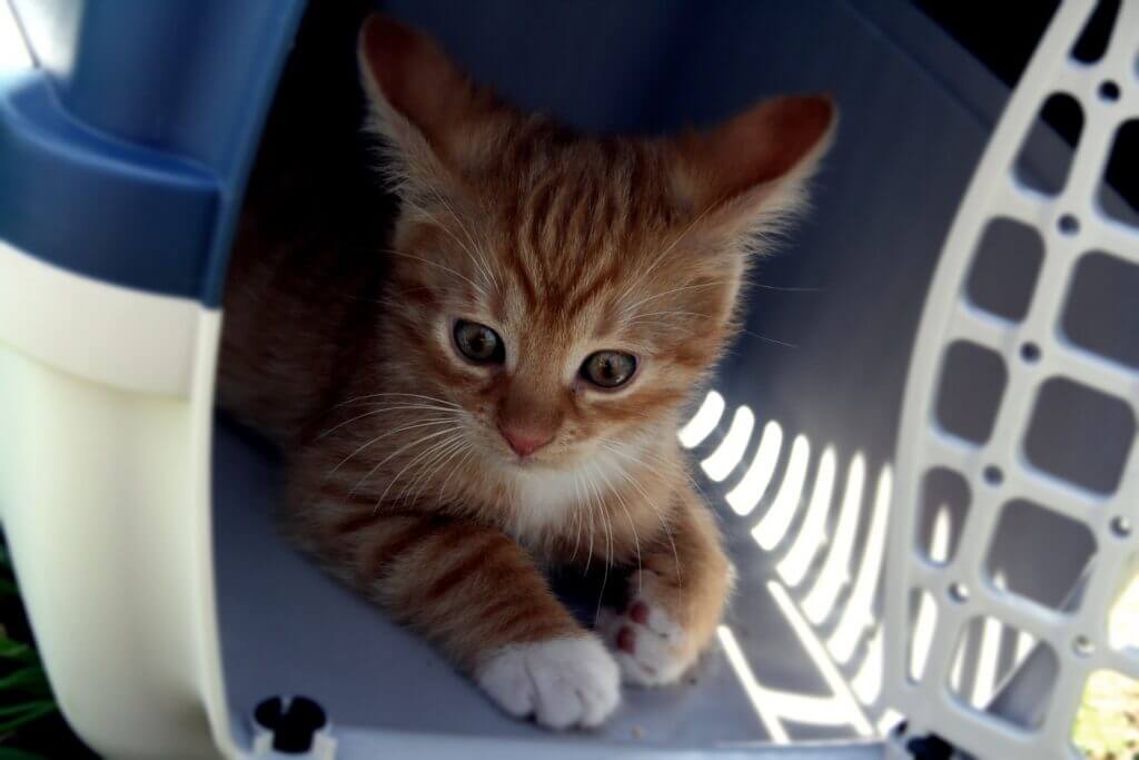 ¿Cómo se pone un gato en su transportín?