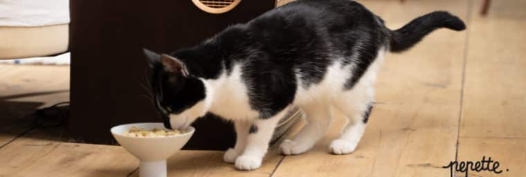 ¿Comida seca o húmeda para gato?