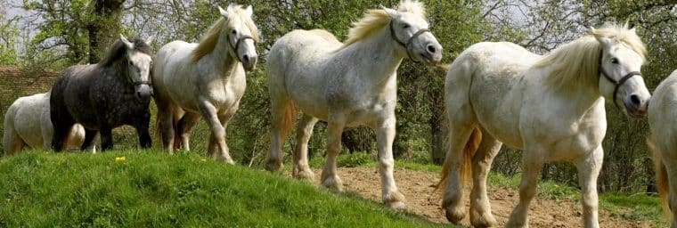 Todo lo que necesitas saber sobre el peso del caballo. Todo lo que necesitas saber sobre el peso del caballo.