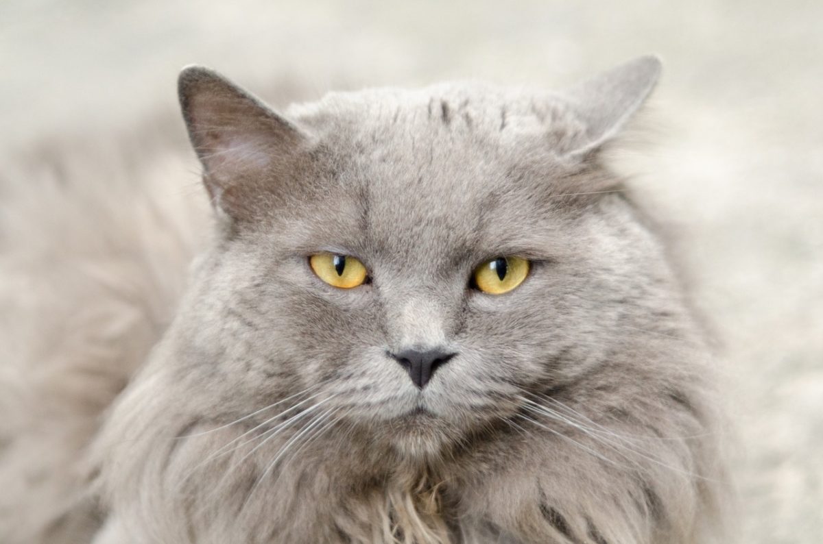 Las 6 mejores razas de gatos con pelaje gris Las 6 mejores razas de gatos con pelaje gris