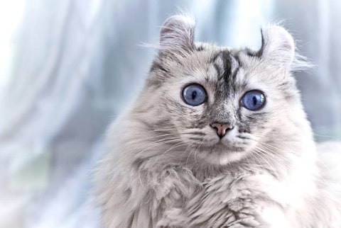 Las 5 mejores razas de gatos con “orejas de lince”