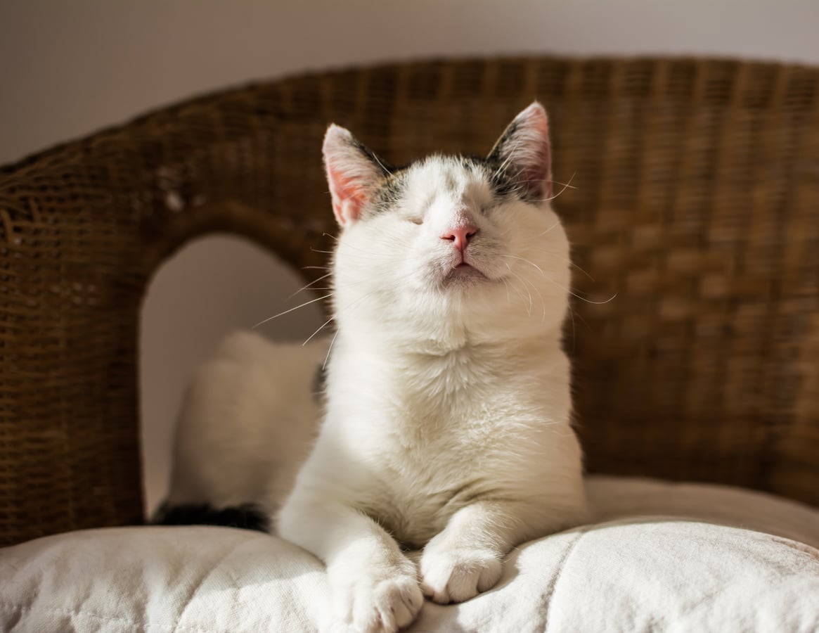 ¿Cómo puedes mejorar la vida de tu gato con discapacidad?
